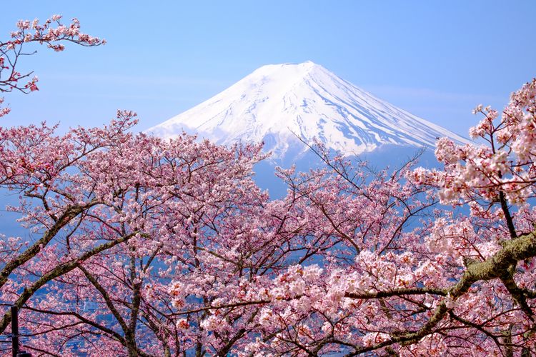 Gunung fuji saat bunga sakura mekar.