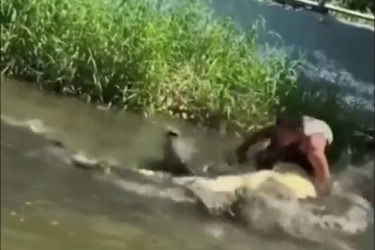 Nekat Masuk Kandang untuk Berswafoto, Turis Digigit Buaya Hidup yang Dikira Patung