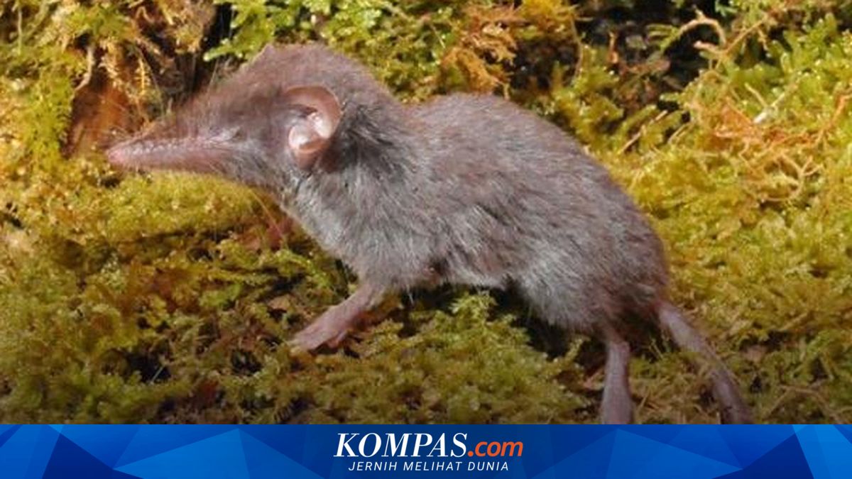 Spesies Baru, Cecurut Ekor Berambut dari Sulawesi