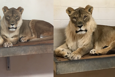Sakit Parah, Singa Betina Bersurai di Kebun Binatang AS Mati