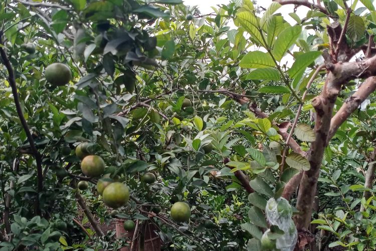 Lahan pertanian jeruk milik Sumari asal Desa Tlekung, Kota Batu, Selasa (23/5/2023)