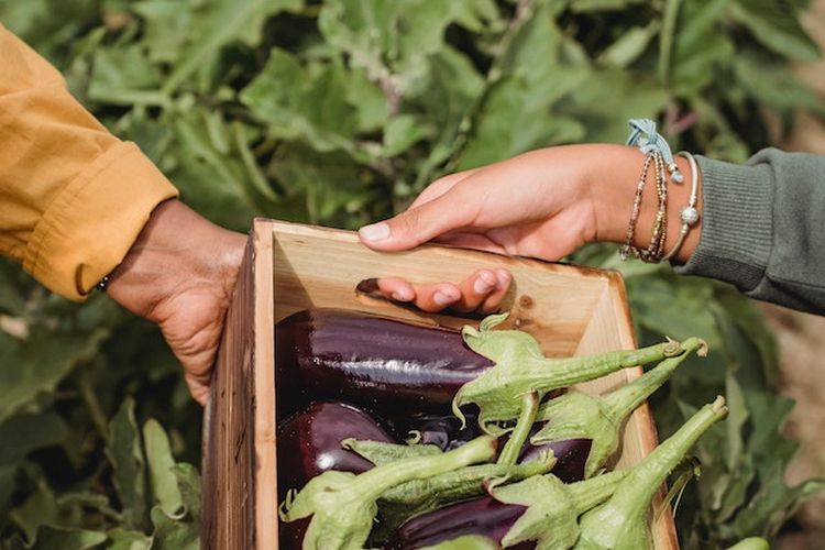 Ilustrasi, panen terong