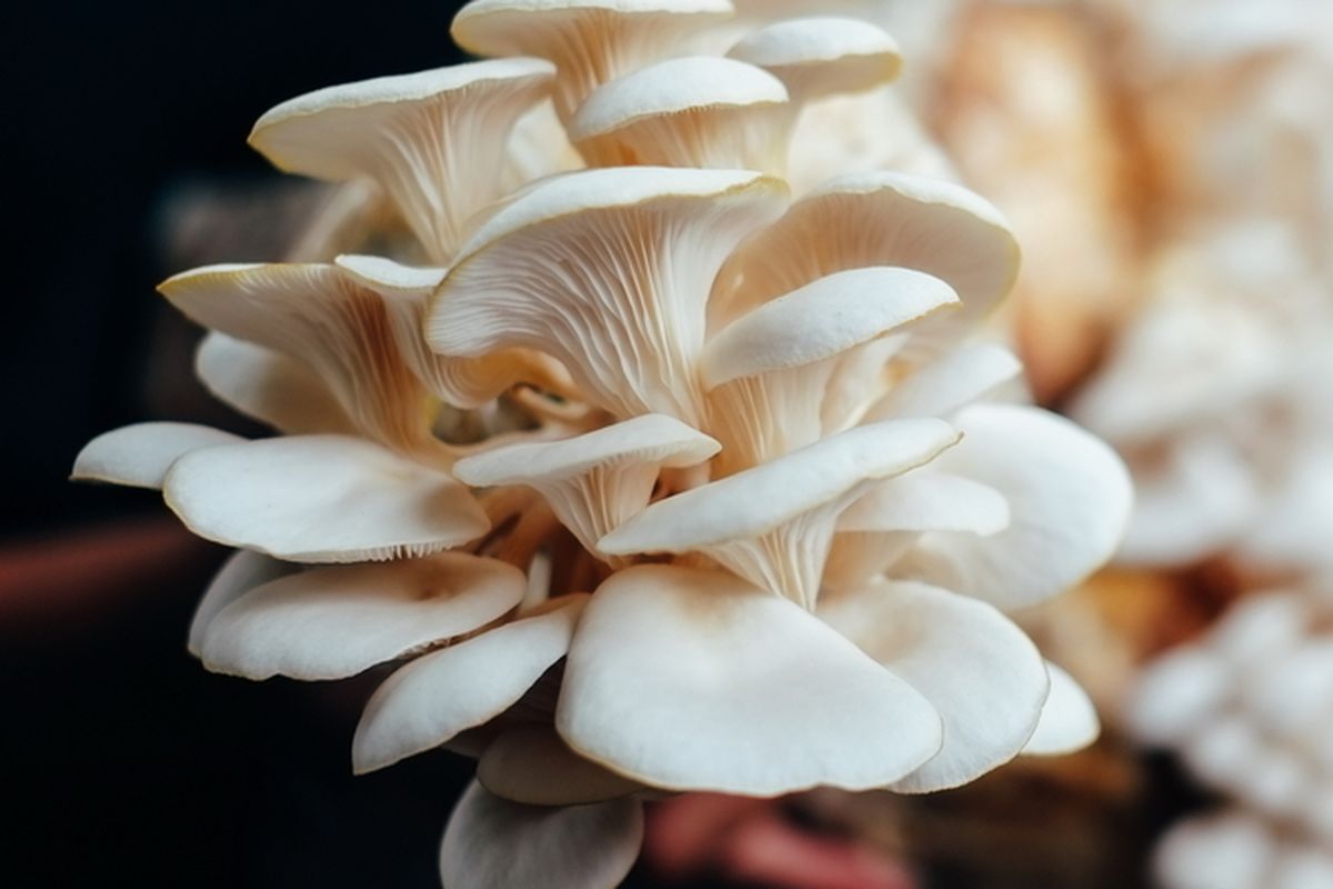 Ilustrasi jamur tiram, budidaya jamur tiram. 