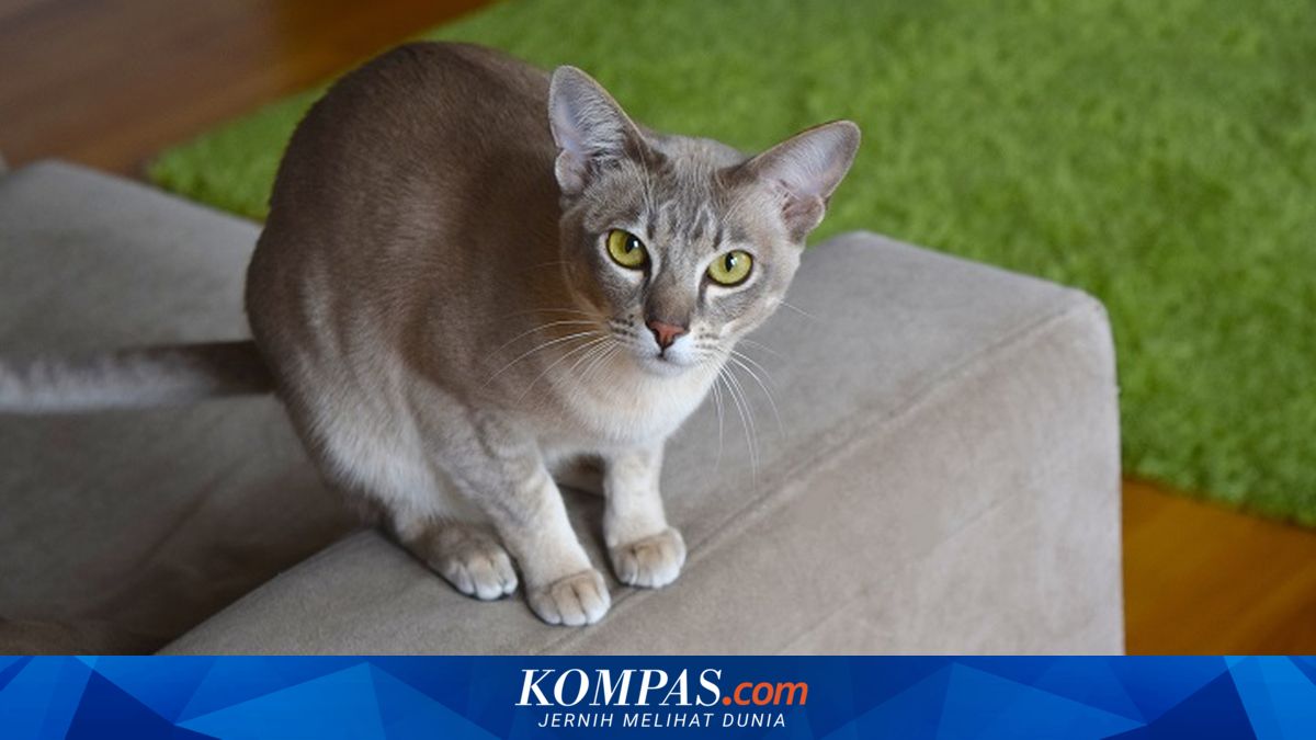 3 Cara Unik Kucing Mengenali Emosi Pemiliknya