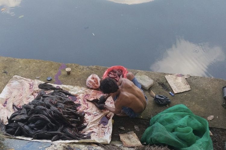 Bermodal Sendok, 5 Pria Tangkap Ikan Sapu-sapu di Jakpus untuk Siomai