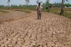 Ini Cara Kementan Antisipasi Kekeringan Sawah di Kebumen