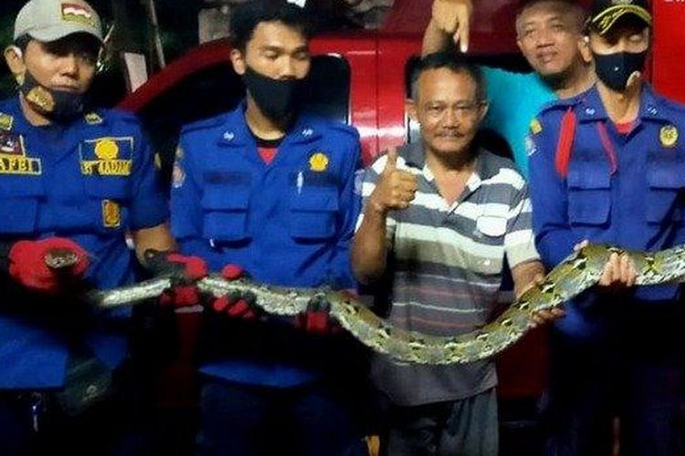 Firefighters evacuate a 4 meter reticulated python in Ciputat, South Tangerine