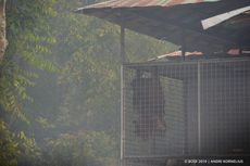 Kebakaran Hutan, Tim Medis Disiagakan di Pusat Rehabilitasi Orangutan