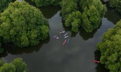 'Blue Carbon' Dinilai Lebih Potensial, Namun Tata Kelola Jadi Tantangan