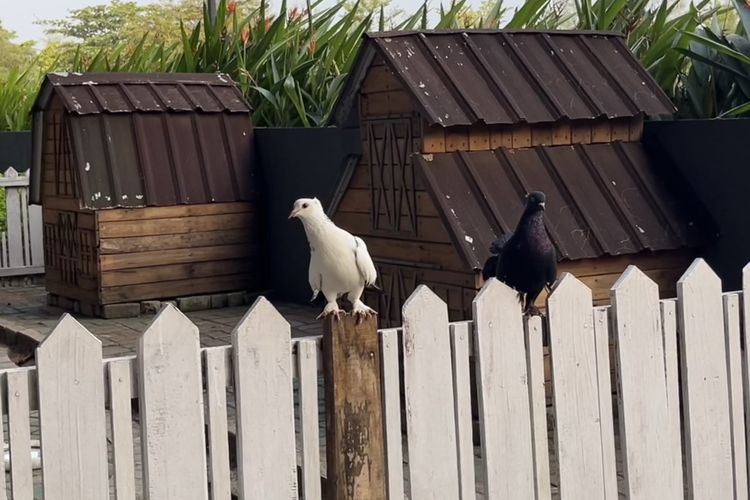 Cara Wisata ke Safari Beach Batang di Jawa Tengah