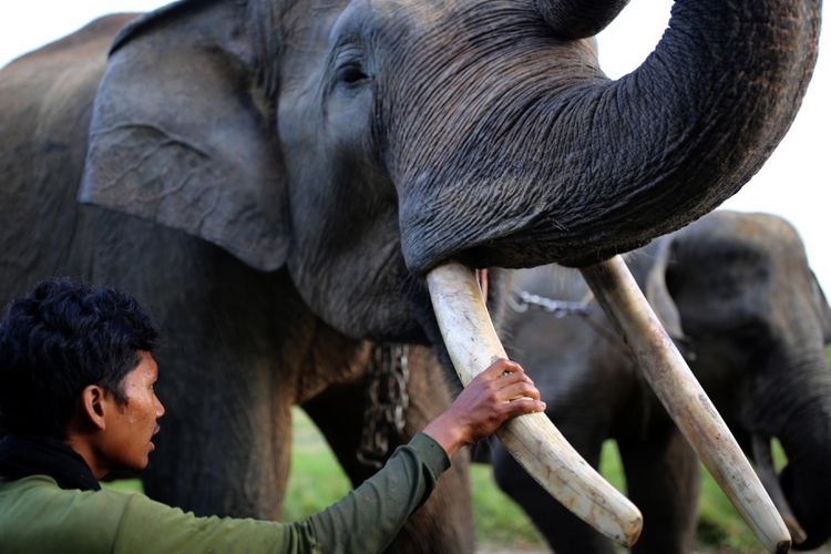 Aktivitas gajah di Pusat Konservasi Gajah Taman Nasional Way Kambas (TNWK), Kabupaten Lampung Timur, Lampung, Senin (20/3/2017). Gajah-gajah di TNWK telah jinak dan sudah dilatih untuk membantu manusia. Salah satu kontribusi gajah-gajah ini adalah membantu mendamaikan jika terjadi konflik manusia dengan gajah-gajah liar.