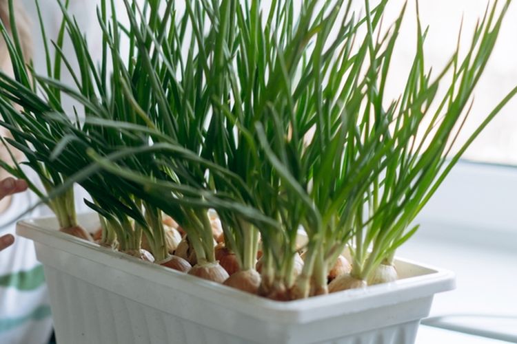 Ilustrasi menanam daun bawang di pot.