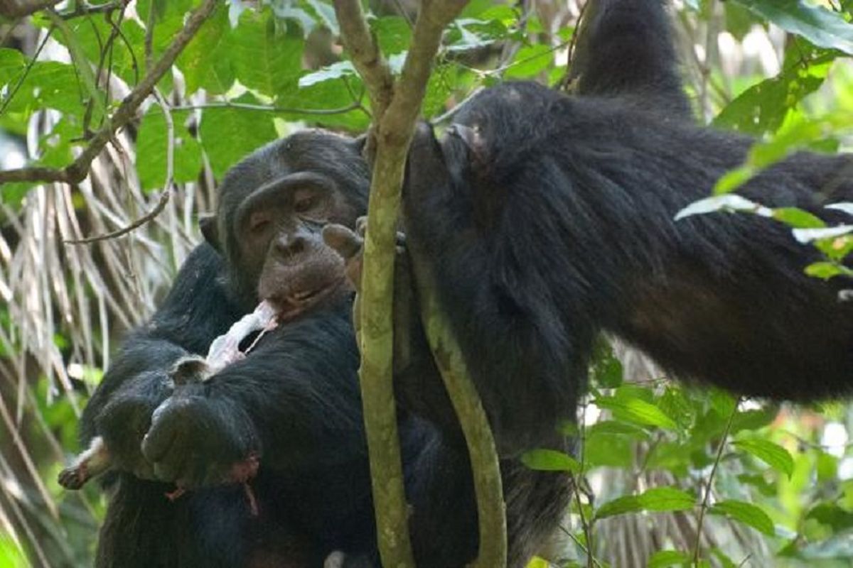 Simpanse di Gombe, Tanzania punya kebiasaan memakan otak bayi monyet