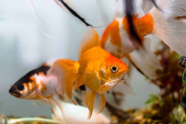 105 Makanan Ikan Mas Koki Yang Tidak Bikin Keruh Aquarium Gratis Terbaik