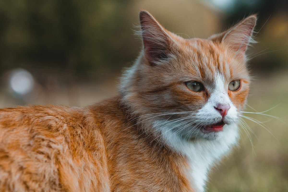 Kucing pun ternyata memiliki rasa keterikatan dengan manusia yang besar, sama seperti anjing. 