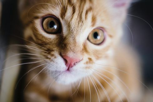 Mengapa Perut Anak Kucing Buncit tapi Kurus? Waspadai Gejala Kucing Cacingan!