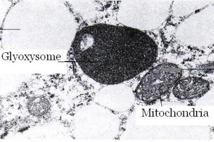 Glioksisom dan mitokondria