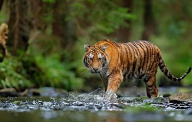 ilustrasi harimau, salah satu hewan yang terancam punah.