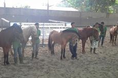 Kuda Indonesia Diekspor ke Malaysia