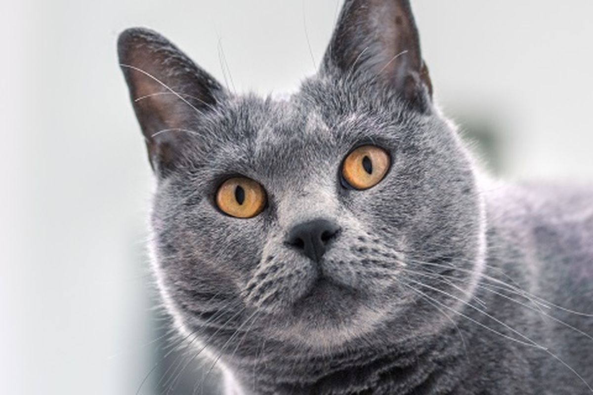 Ilustrasi kucing Chartreux.