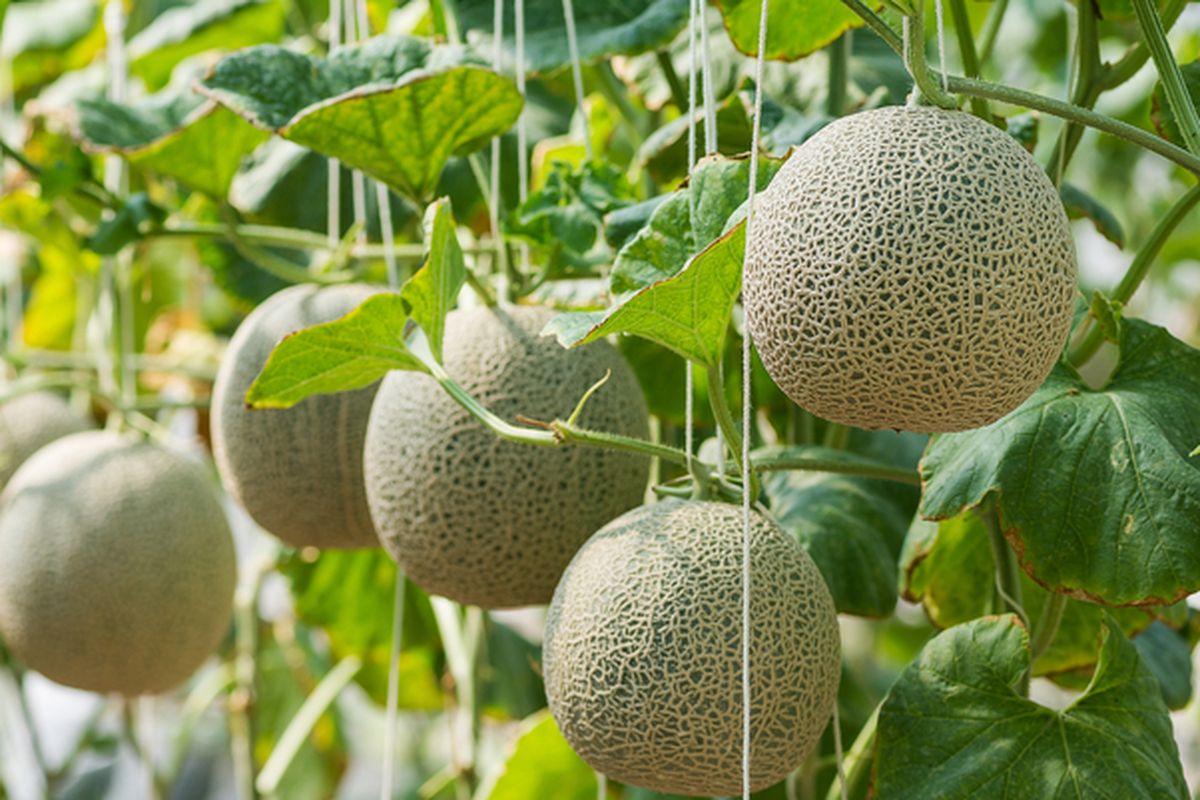 Ilustrasi pohon melon, menanam melon, cara menanam melon.