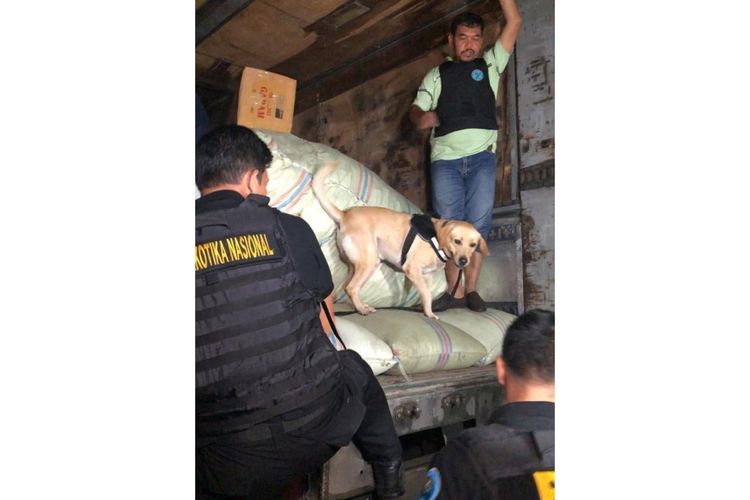 Tim BNN-Polri saat gagalkan peredaran narkoba jenis ganja seberat 250 kilogram di kawasan Pluit, Jakarta Utara, Selasa (4/2/2020).