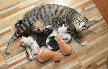 Berapa Lama Induk Kucing Menyusui Anaknya? Ini Penjelasannya ...