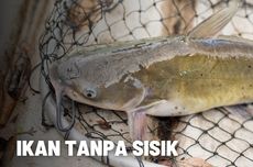 5 Jenis Ikan yang Tidak Memiliki Sisik 