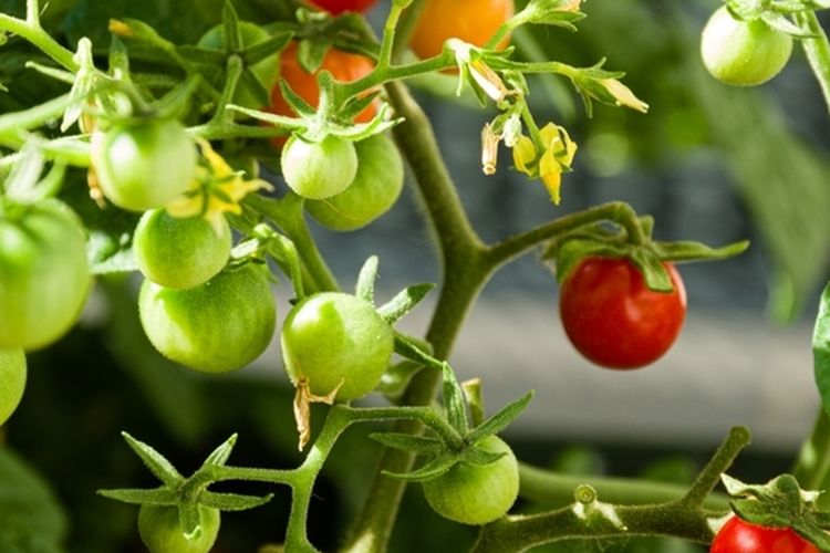 Ilustrasi tomat hidroponik