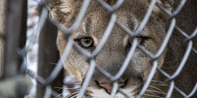 Arab Saudi Buka Wisata Safari Satwa Liar, 10.000 Hewan Dilepas ke Alam