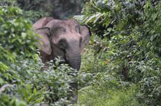 Gajah Kalimantan Dinyatakan Terancam Punah akibat Penggundulan Hutan