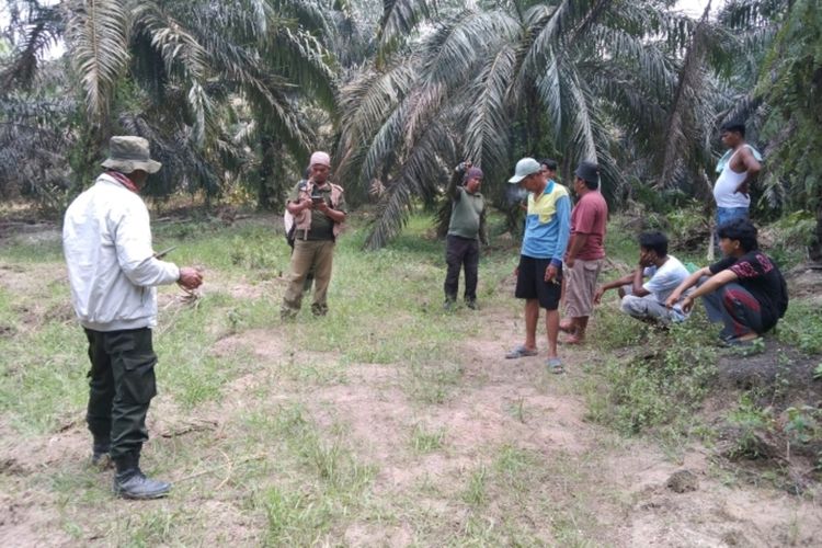 Usir Kawanan Gajah Liar di Kawasan PLG Sebanga, 1 Warga Tewas, 1 Terluka