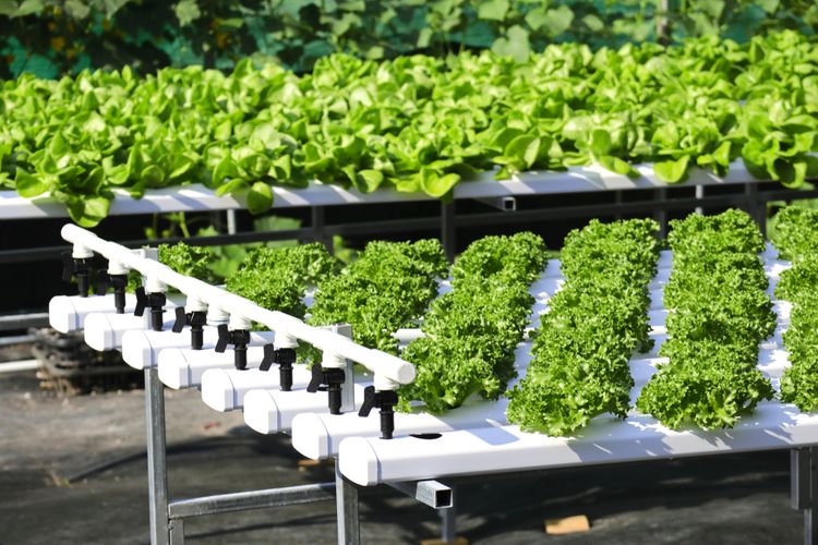 Ilustrasi menanan sayuran hidroponik. 