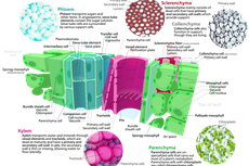 Jaringan Parenkim Tumbuhan: Struktur dan Fungsinya
