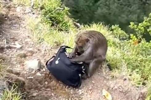 Viral Video Monyet Ambil Tas Pengunjung TN Kelimutu, Ini Respons Pengelola