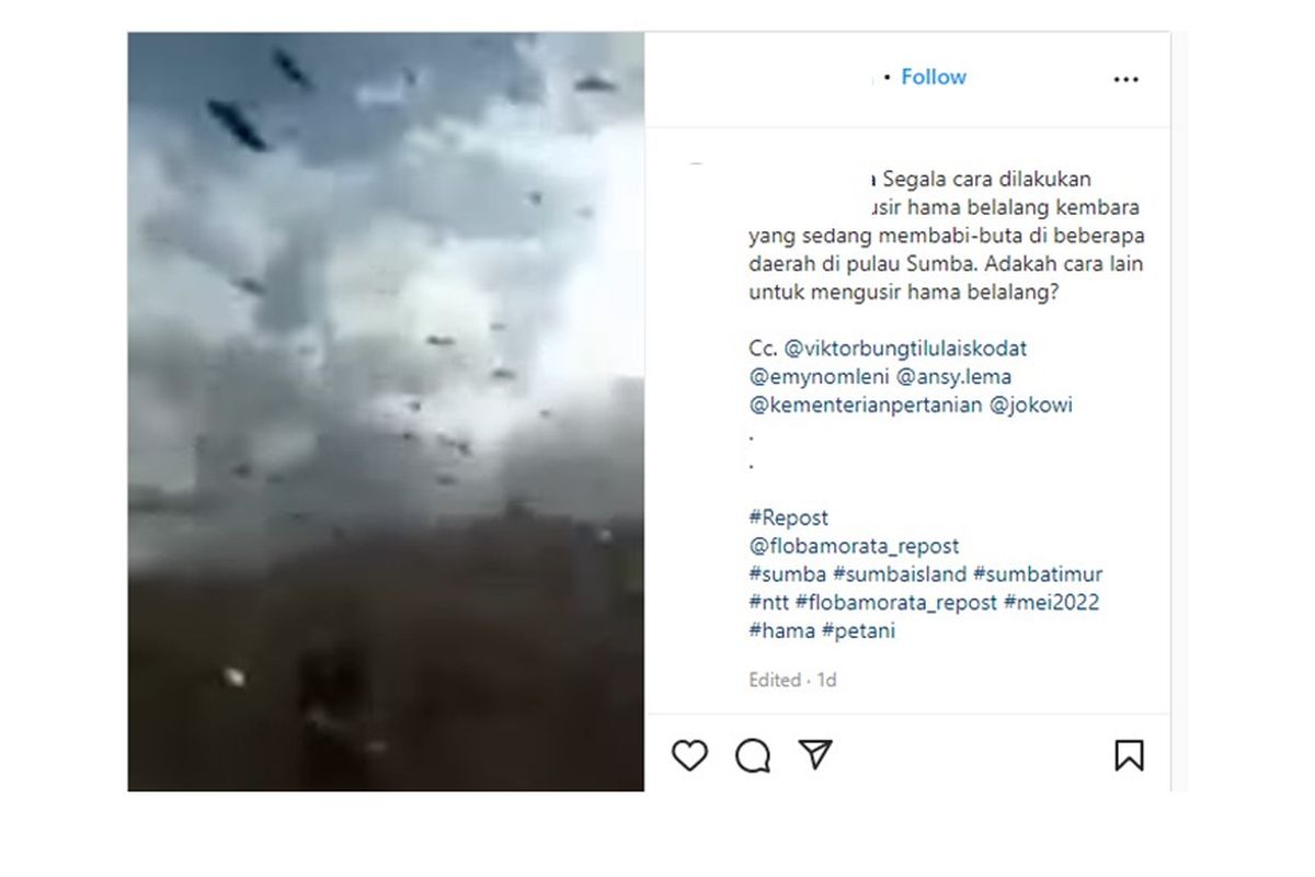 Apa Itu Belalang Kembara, Hama Yang Meneror Petani Sumba NTT?