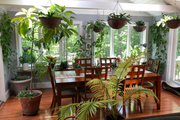 Interior rumah dengan banyak tanaman 