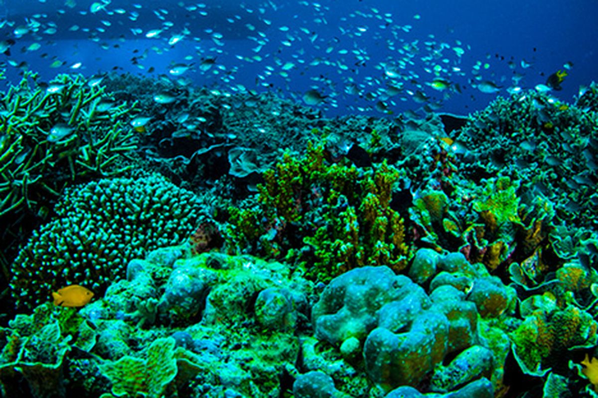 Bunaken National Park in Manado, North Sulawesi. 