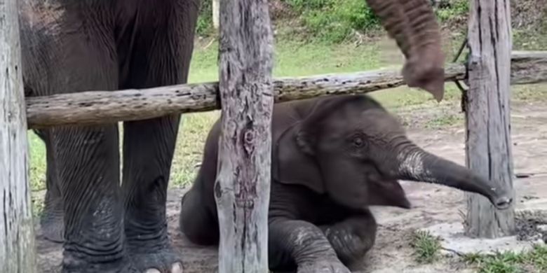 Balai TN Tesso Nilo: Anak Gajah Tari Tewas karena Infeksi Virus Herpes