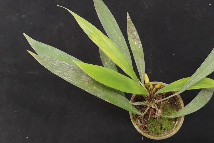 BRIN Ungkap 3 Spesies Baru Homalomena dengan Karakter Khas Masing-masing