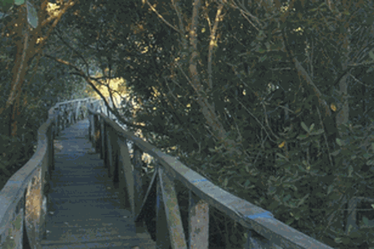 Bertualang di Hutan Mangrove Margomulyo ini, kita harus menapaki jembatan selebar 1 meter dengan panjang sekitar 1 kilometer. Cukup membuat pelancong berkeringat