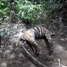 Induk Harimau Sumatera dan 2 Anaknya Ditemukan Mati Terjerat di Kawasan Hutan Lindung Aceh