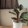 Kenali, Hama dan Masalah yang Sering Menyerang Calathea