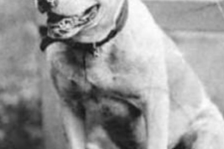 Budd anjing yang ikut misi menjelajahi Amerika Serikat