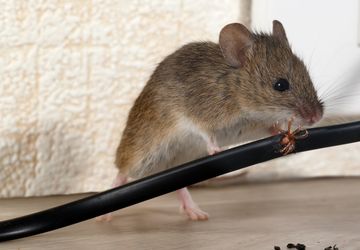 5 Suara yang Menandakan Adanya Tikus di Rumah, Apa Saja?