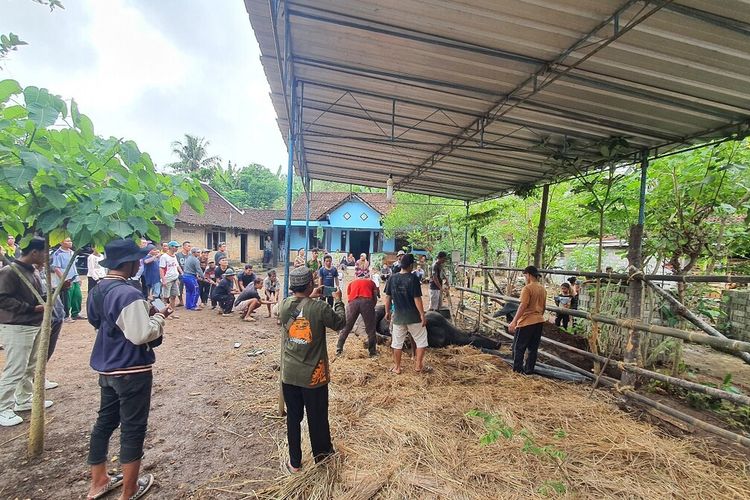 Suasana penyembelihan sapi kurban presiden Joko Widodo di Padukuhan Singkil, Kalurahan Tepus, Kapanewon Tepus, Gunungkidul. Kamis (29/6/2023)