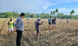 Hadapi Krisis Pangan Global, Kementan Perkuat Sentra Jagung Nasional di Gorontalo 