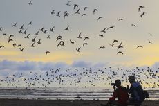 Menyambangi Pantai Cemara Sadu, Tempat Migrasi Burung-burung Cantik