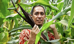 Dosen Unila Tambah Kandungan Gizi Jagung Lewat Biofortifikasi