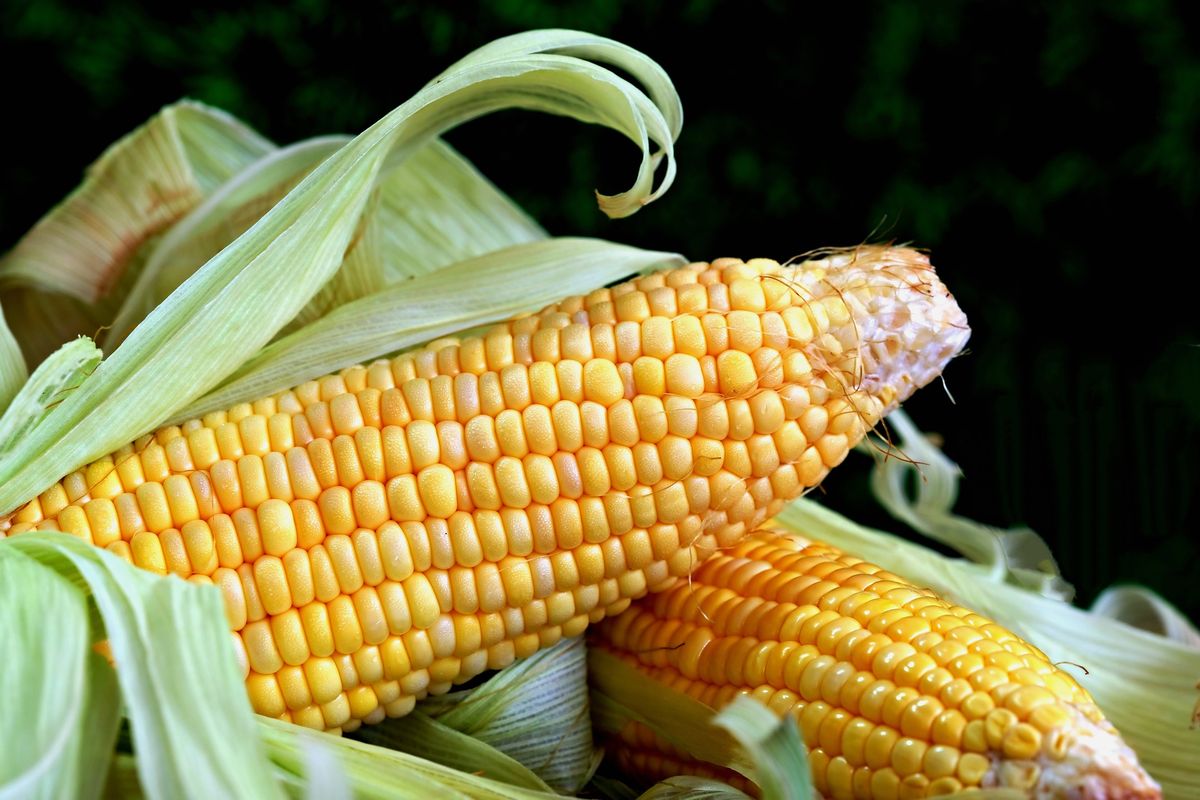 Produksi Jagung Maret 2026 Turun 14 Persen, Bagaimana Prospeknya?